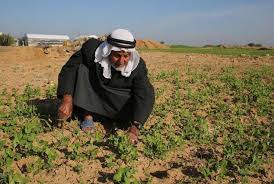 3rd time in 4 days: Israeli troops open fire at Gaza farmers